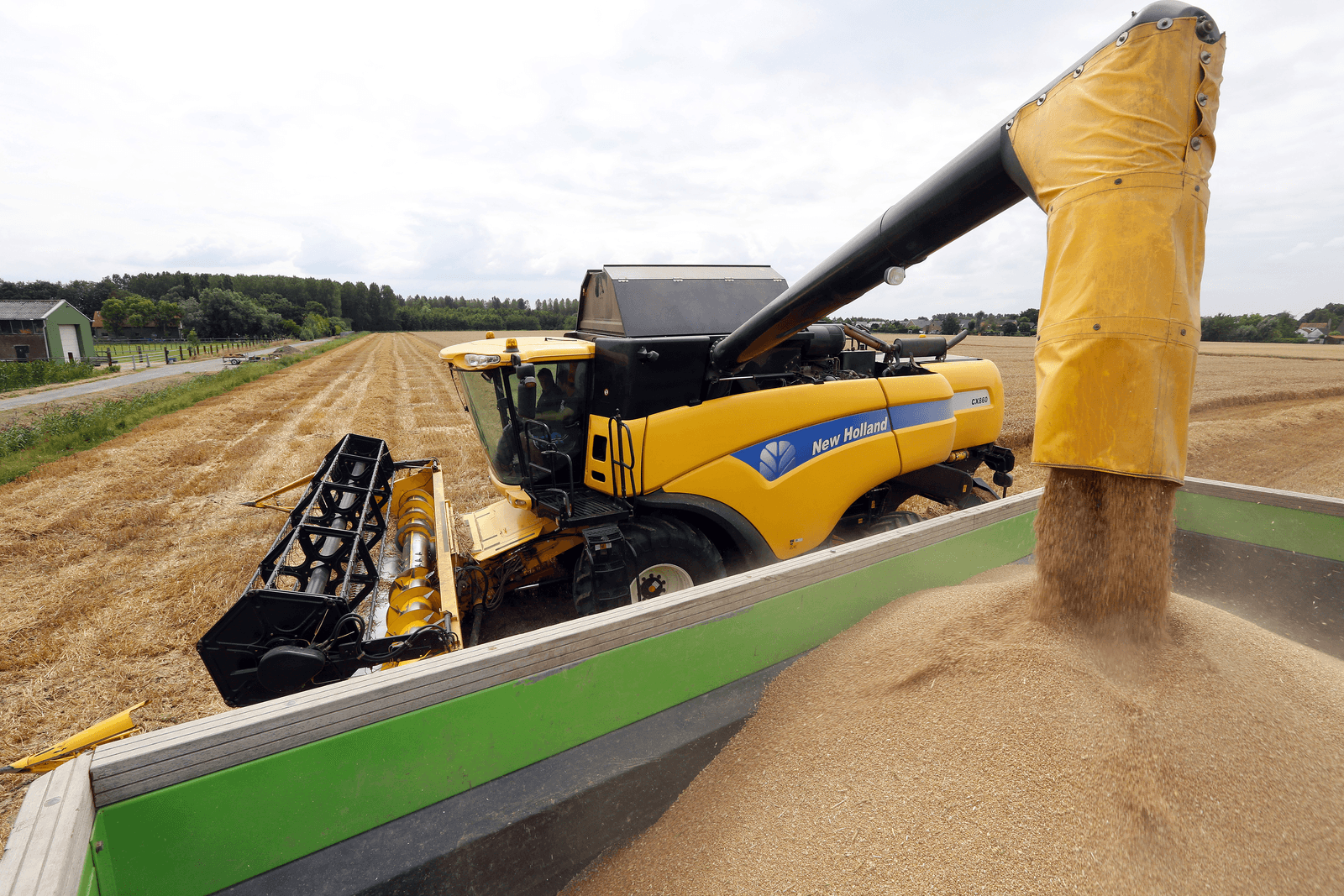 Hectareopbrengst tarwe tot 30% lager dan vorig jaar - Foto: Henk Riswick