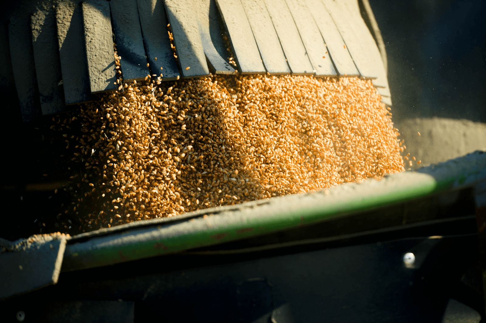 Bauernverband ziet 11% kleinere Duitse graanoogst - Foto: ANP