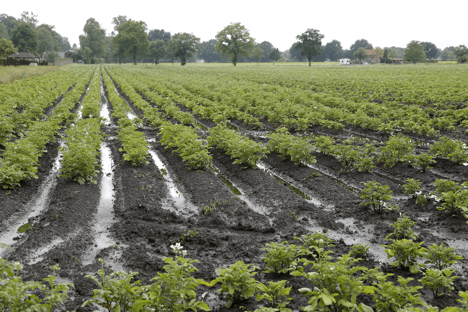 Waterschap krijgt 145 claims om wateroverlast - Foto: Jan Willem Schouten