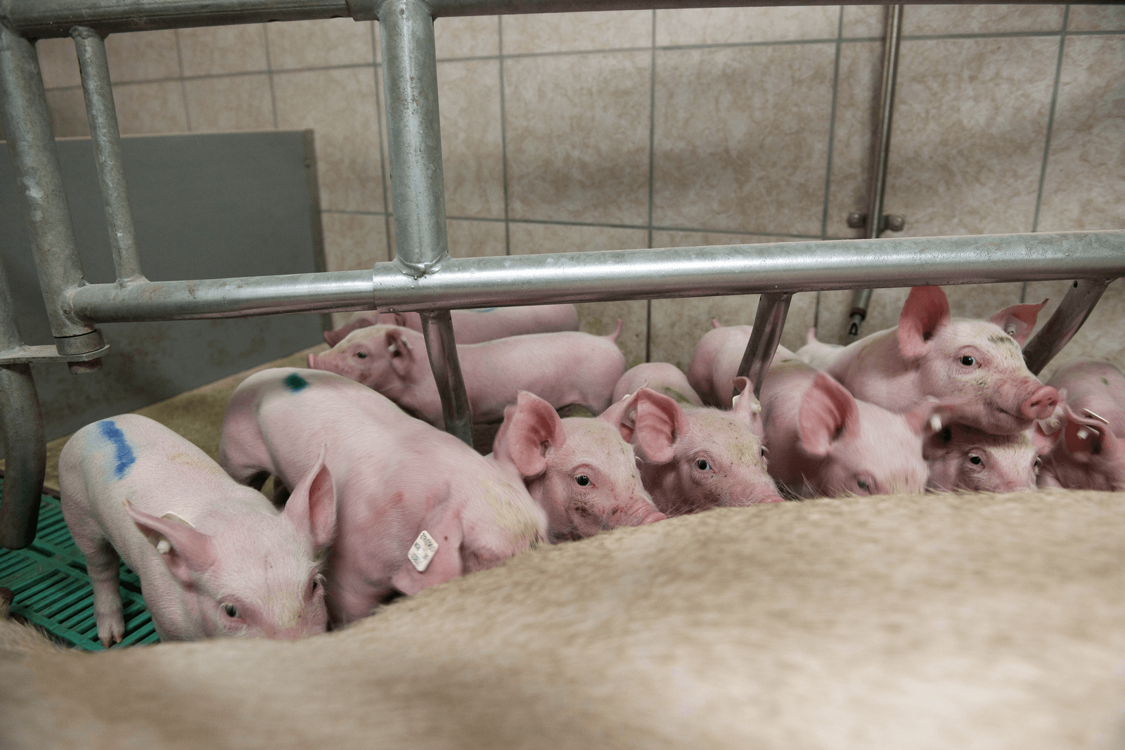 Nedersakische zeugenhouders hebben er geen zin meer in - Foto: Mark Pasveer