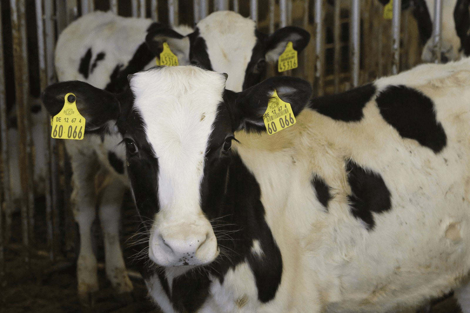 BVD-vaccinatie zinvol bij vleeskalveren van gemengde herkomst - Foto: Henk Riswick