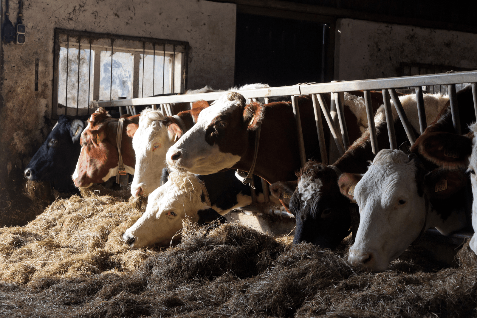 Minder koeien met meer vet en eiwit - Foto: Joris Telders