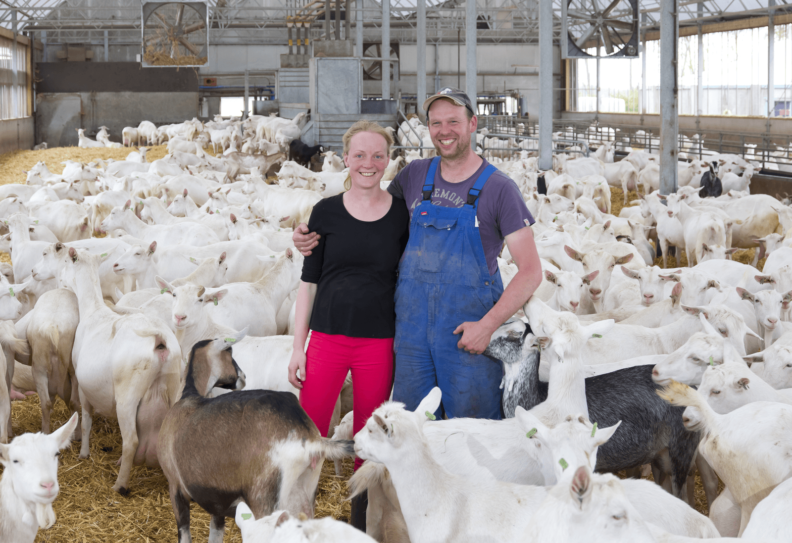 Willeke Veldman melkt samen met haar man Walter 650 geiten in het Friese Wijckel. Foto: Jan Willem Schouten