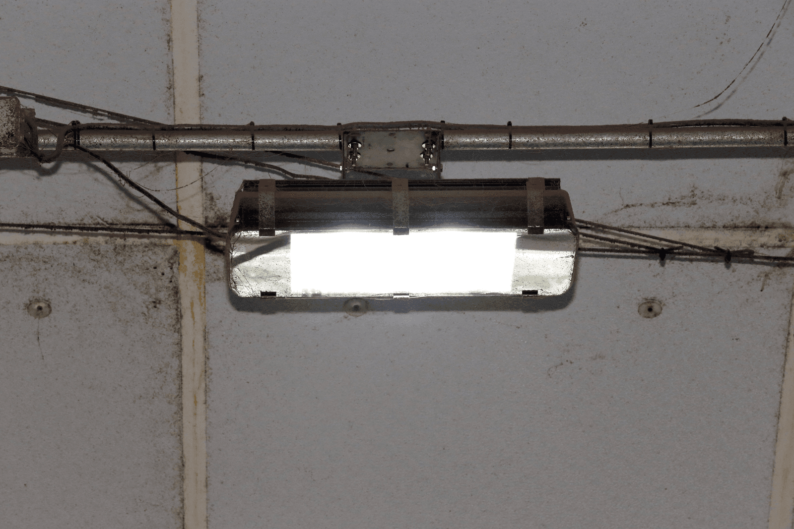 LED-verlichting vermindert stress bij gespeende biggen - Foto: Bert Jansen