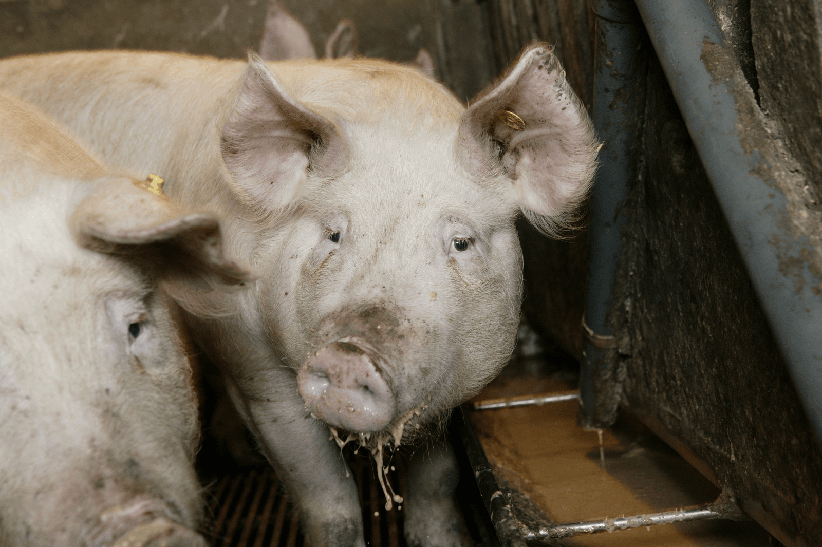 Mengvoer vervangen door meer bijproducten kan voordelig zijn. Foto: Jan Willem Schouten