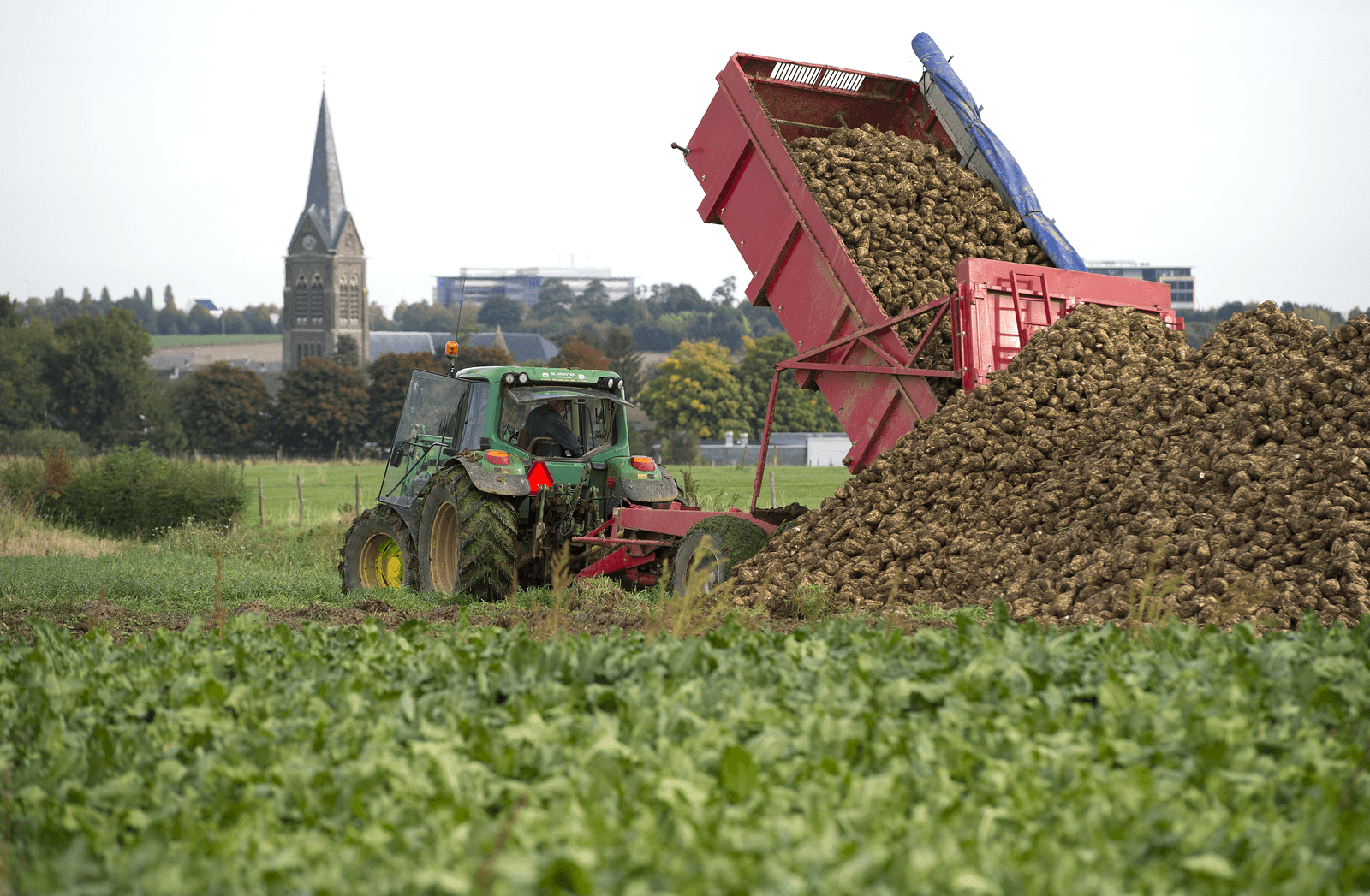 Bietenareaal EU groeit 7,7% - Foto: Marcel van Hoorn