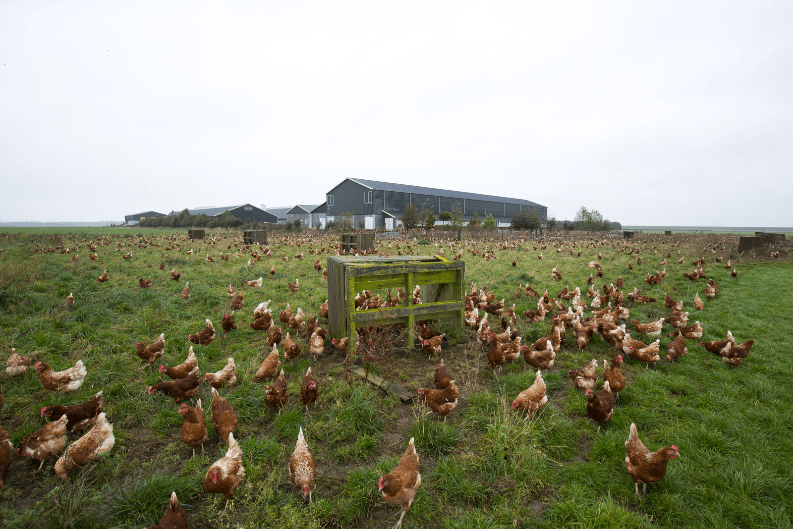 Boeren maken bezwaar tegen uitloopverbod Oss