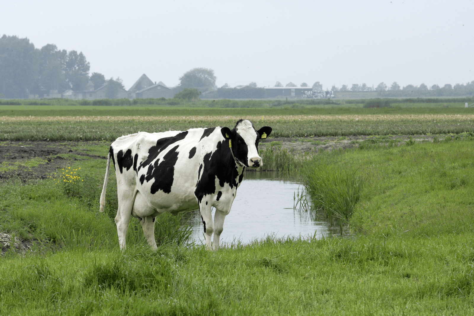 De moderne koe hoort niet in de wei - Foto: Henk Riswick