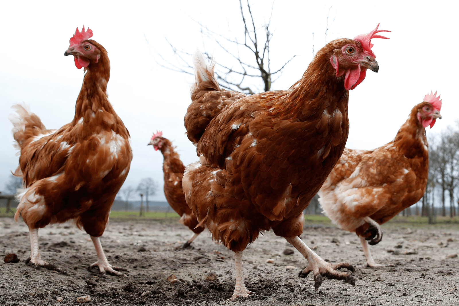 Onderzoek naar schade roofvogels in kippenuitloop - Foto: ANP