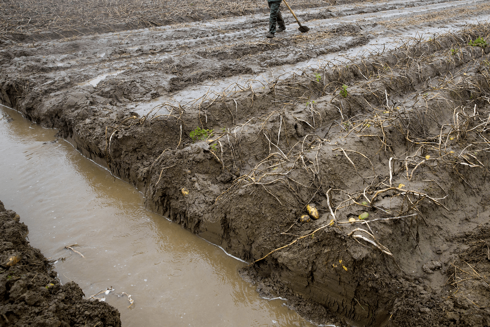 Regenperiode in Vlaanderen aangemerkt als één ramp