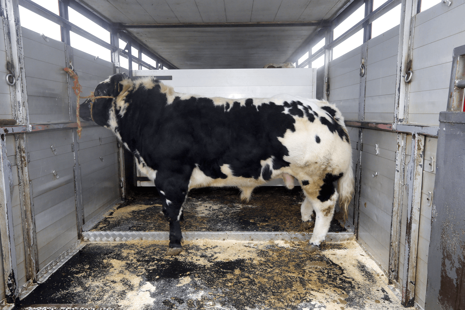 Lumpy Skin Disease rukt op in Oost-Europa - Foto: Bert Jansen