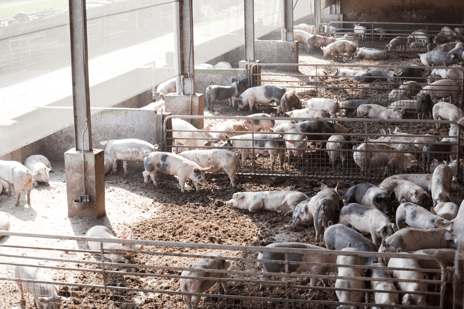 Voor sommige biologische varkens- en pluimveecategorieën wordt de mestproductie met de nieuwe normen bijna drie keer zo hoog. - Foto: Jan Willem Schouten