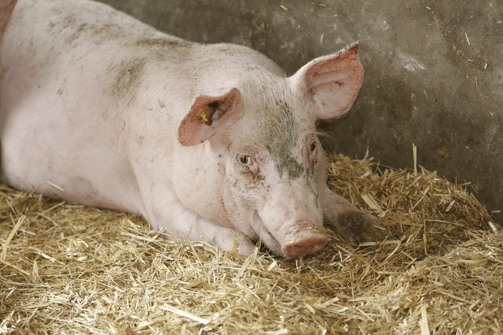 Vitaliseringsplan mosterd na de maaltijd? - Foto: Henk Riswick