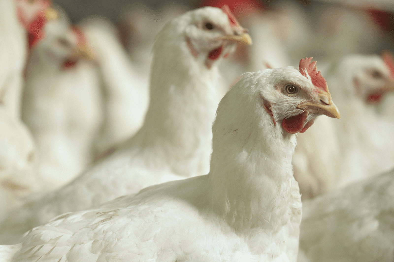 Avined: pluimveesector wil problemen aanpakken - Foto: Koos Groenewold