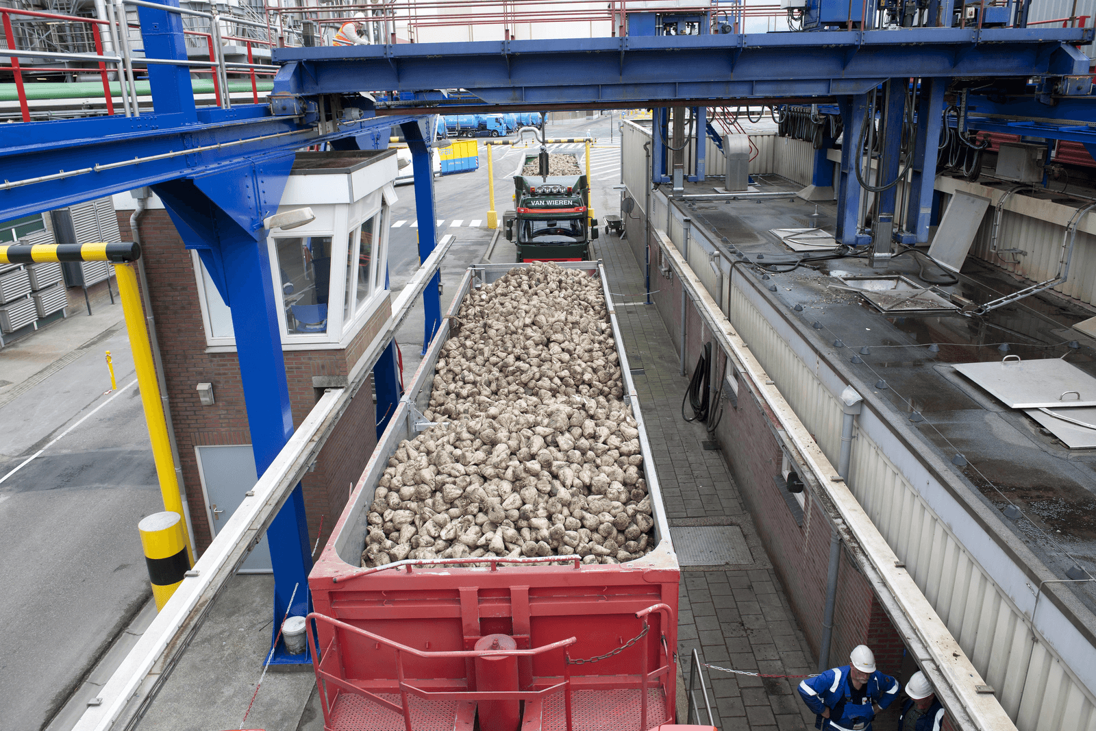 Suiker Unie verwacht 80 ton bieten per hectare - Foto: Mark Pasveer