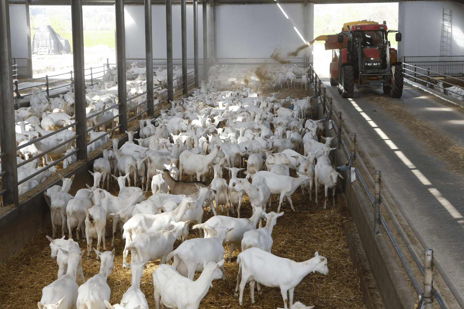 Melkreductieplan ook voor schapen- en geitenhouders - Foto: Henk Riswick