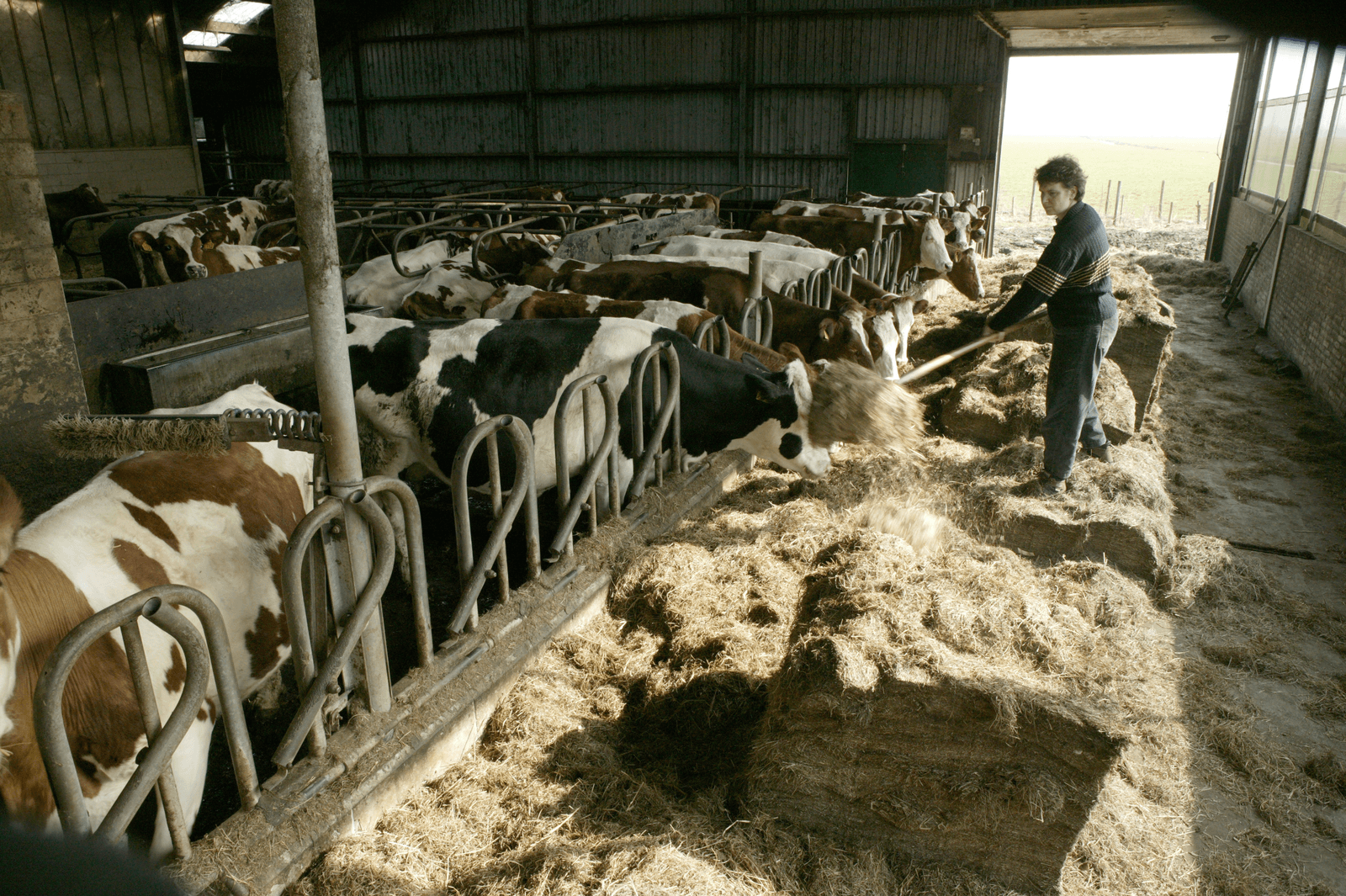 Bioboeren willen bedrijfsspecifieke mestnormen - Foto: Peter Bakker