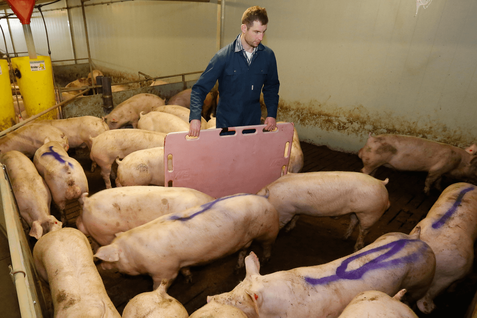 Castratiestop vraagt veel overtuigingskracht - Foto: Henk Riswick