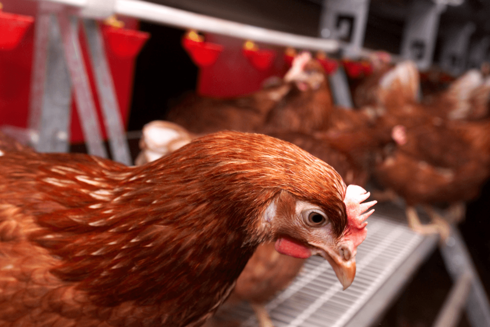 Duits concept tegen snavelkappen werkt prima - Foto: Hans Prinsen