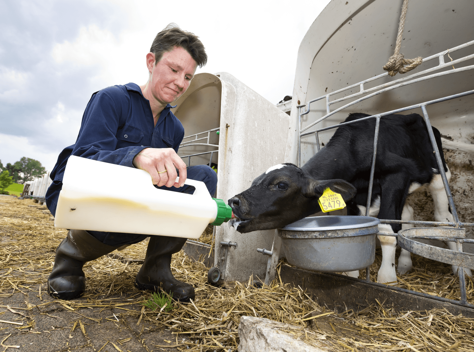 Een optimaal biestmanagement blijft van groot belang om kalversterfte te verlagen. Met het verbeteren van de biestkwaliteit is nog veel te winnen. Foto: Ruud Ploeg