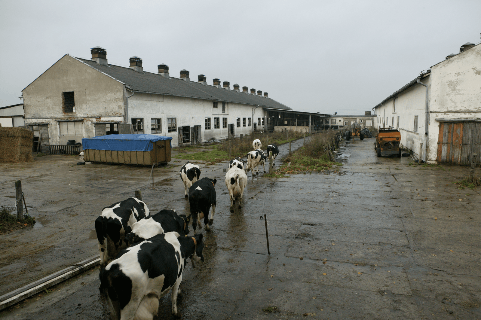 Polen mag superheffing melkveehouders over het laatste quotumjaar, 2014-'15, niet kwijtschelden. - Foto: Henk Riswick