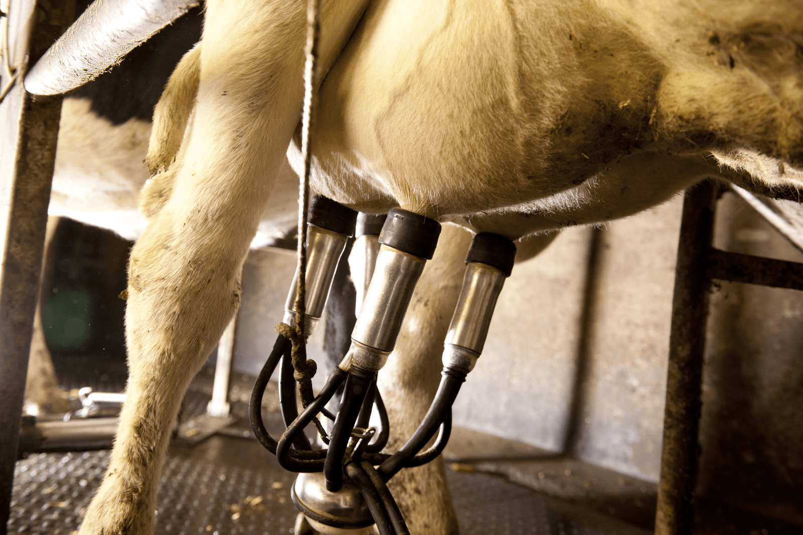 14 cent voor niet gemolken kilo - Foto: Mark Pasveer