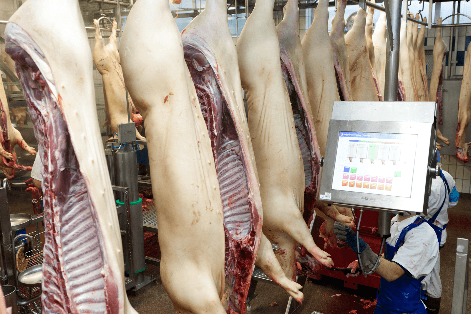 Varkensvleesexport 80% omhoog in mei - Foto: Joris Telders