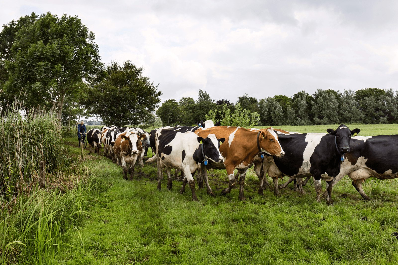Foto: Herbert Wiggerman