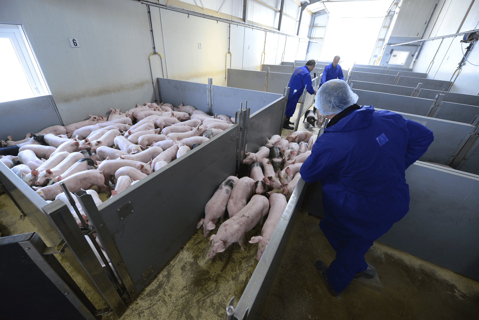 Een dierenarts van de NVWA keurt een koppel biggen - Foto: Bert Jansen