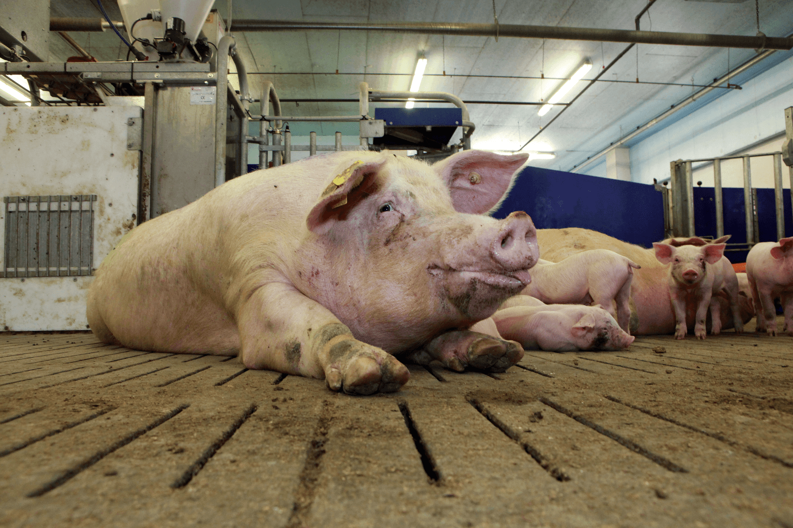 Varkens 12 cent duurder door Chinese vleeshonger - Foto: Henk Riswick