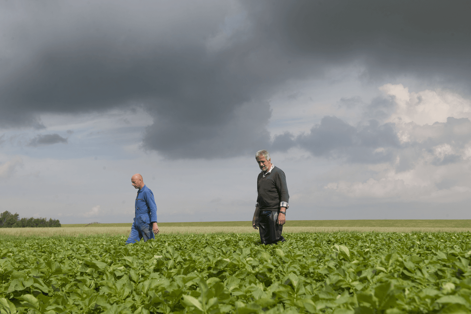 Minder pootgoedseizoen niet meteen een drama - Foto: Mark Pasveer