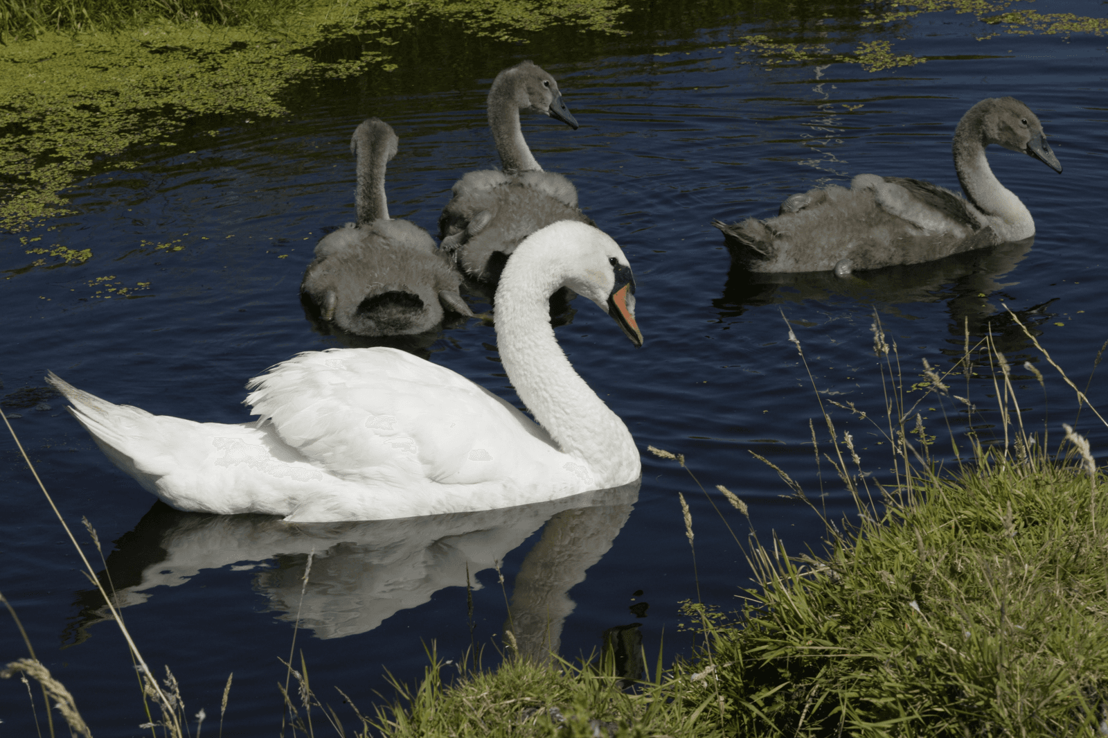 Foto: Henk Riswick