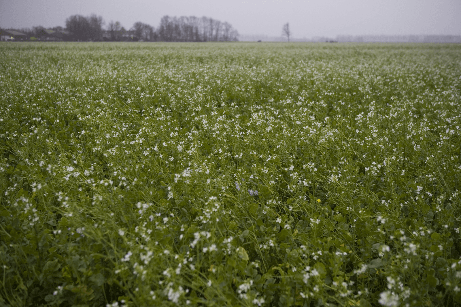Mengsels blijven verplicht bij vanggewas als vergroening - Foto: Jan Willem Schouten