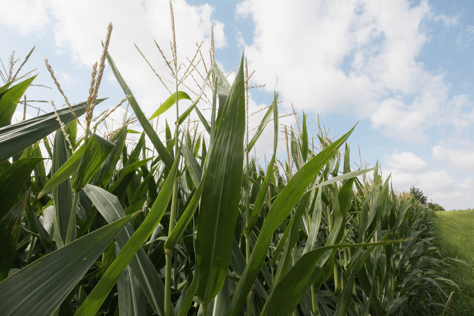Einde aan steun 'food'-brandstof - Foto: ANP