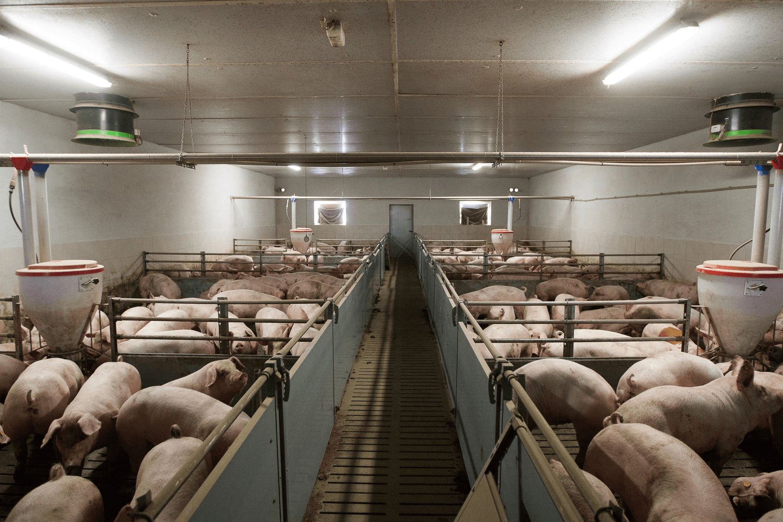 Herover de Poolse biggenmarkt - Foto: Ronald Hissink