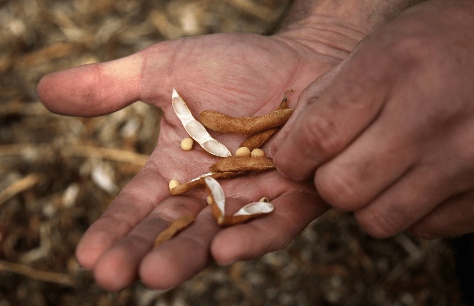 Transgene soja toegelaten