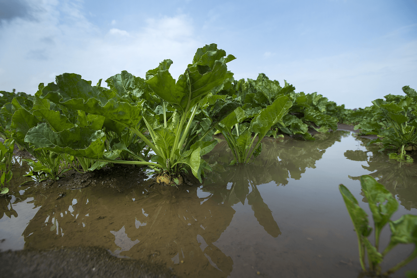 Regenschade is de verantwoordelijkheid van de boer, maar als waterschade optreedt als gevolg van maatschappelijke wensen, draagt ook de overheid verantwoordelijkheid, zo schrijft NAV-voorzitter Teun de Jong. - Foto: Ron Magielse