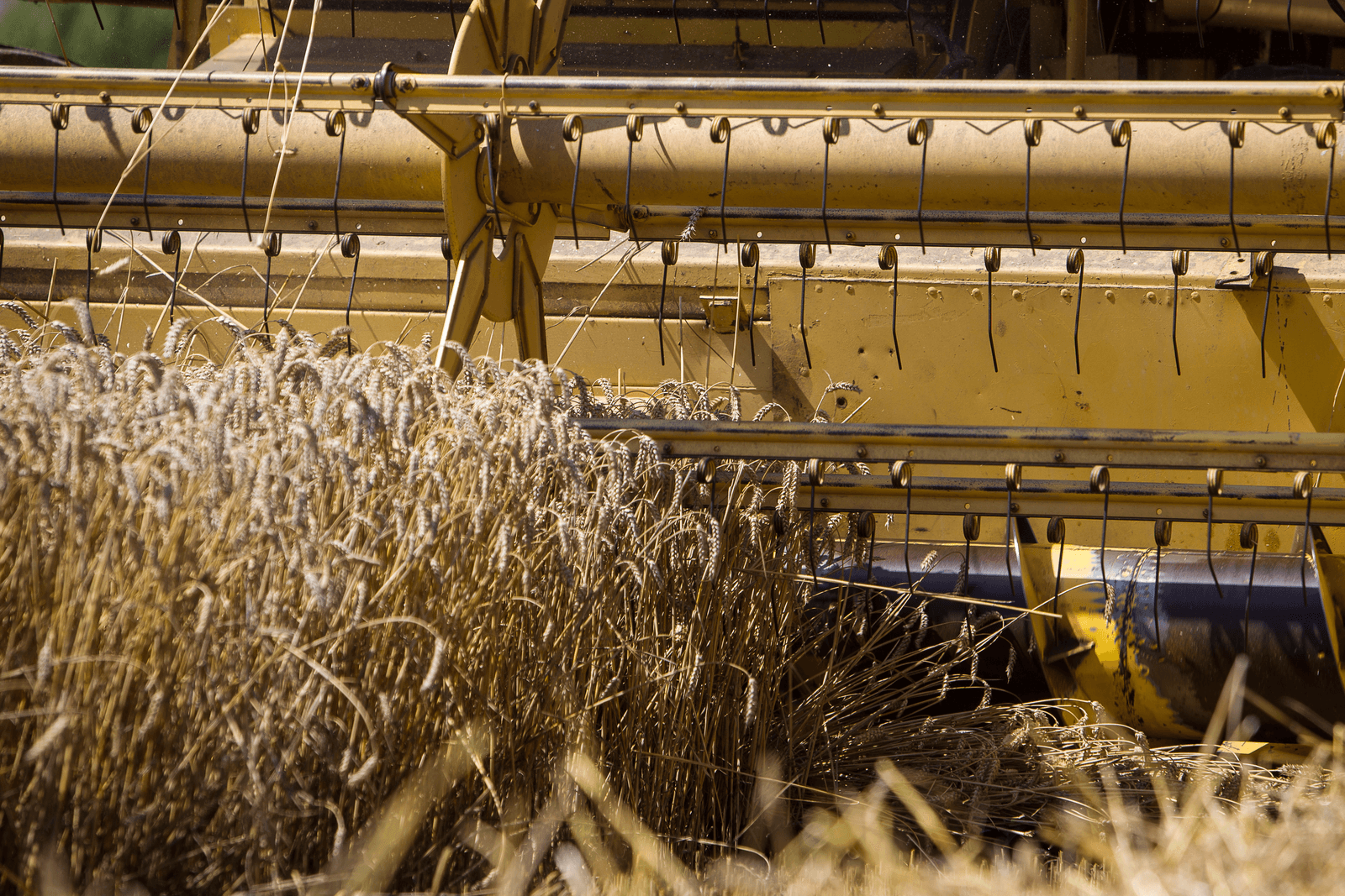 Franse tarwe-oogst komt lager uit - Foto: Peter Roek