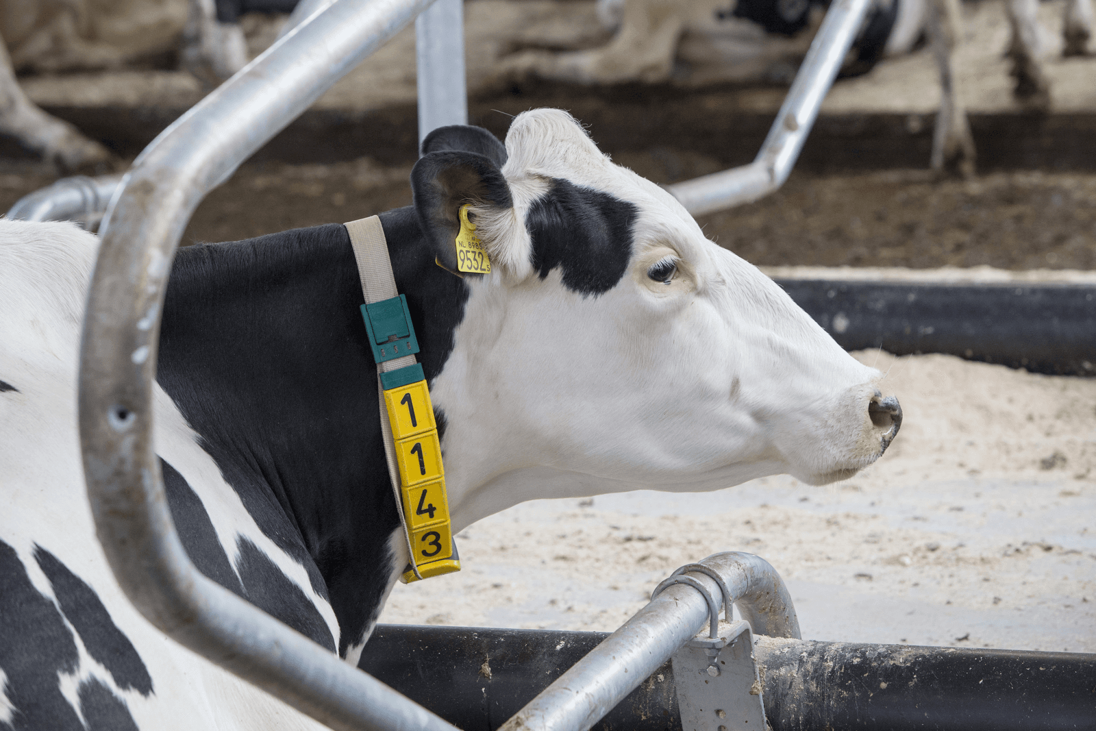 Nedap draait minder omzet met I&R-systemen in de melkveehouderij. <br /><em>Foto: Anne van der Woude</em>