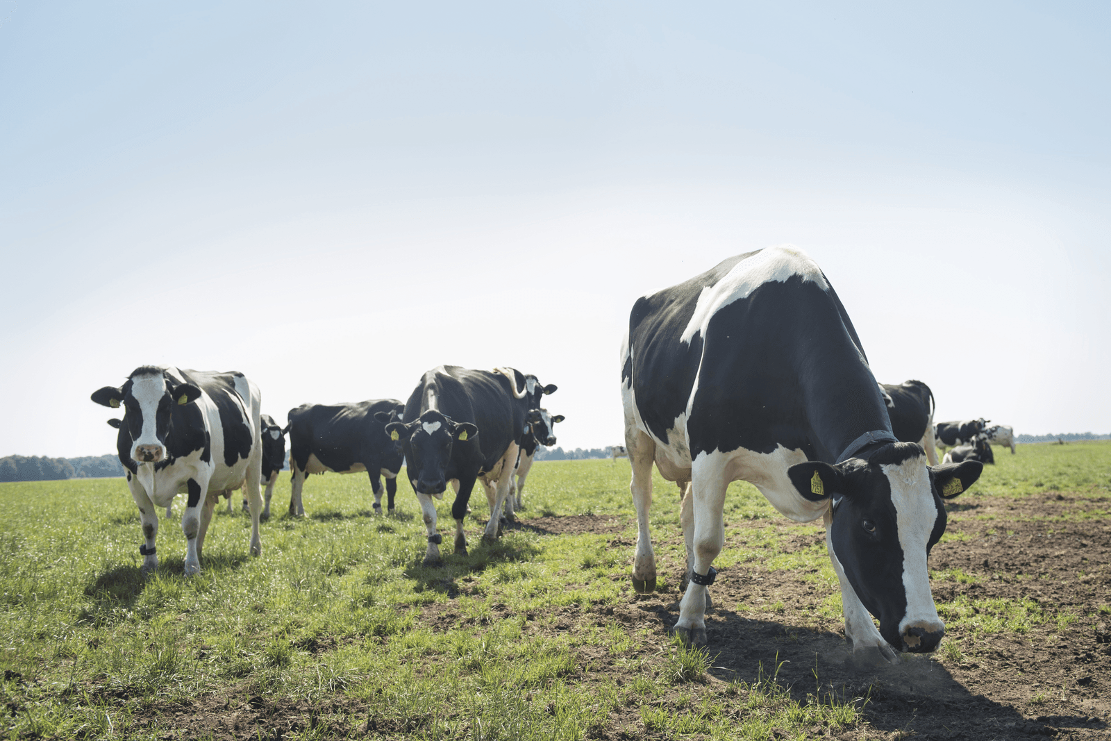 Generieke korting op fosfaatrechten van 5% kan genoeg zijn - Foto: Reina de Vries