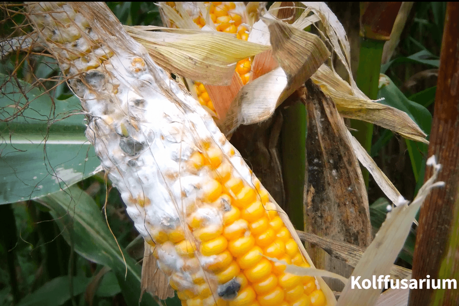De belangrijkste kenmerken van de meest voorkomende schimmelziektes in mais: builenbrand, kolffusarium, bladschimmels en Rhizoctonia. - Beeld: Zoomworks