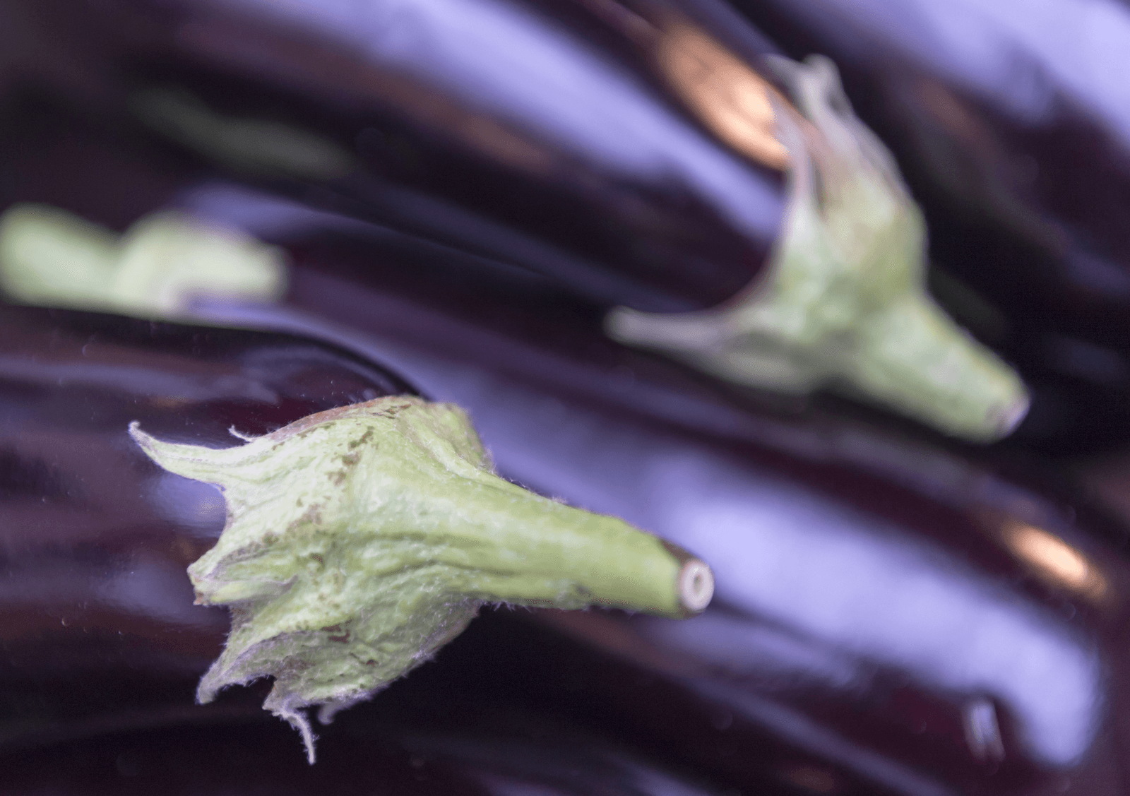 NVWA ruimt 675 aubergineplanten wegens bruinrot - Foto: ANP