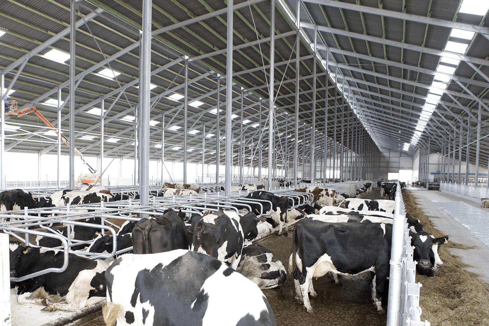GNMF in beroep tegen 'intensieve fokveehouderij' - Foto: Hans Prinsen