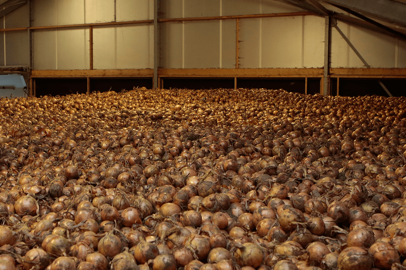 Flevo Onions betaalt ¬ 17,02 in uienpool - Foto: Ton Kastermans