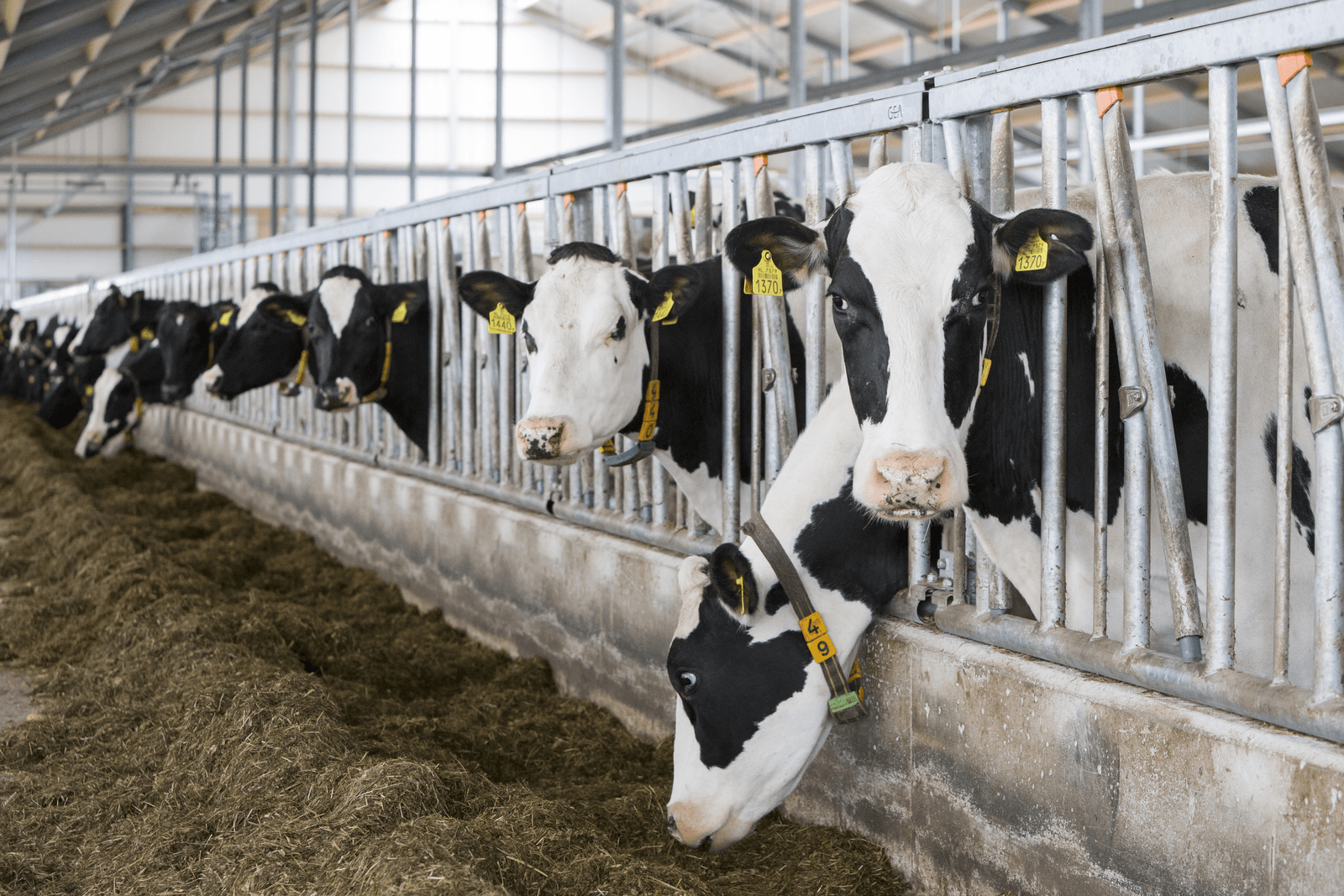 Melkverminderingsplan: weinig effect op fosfaat - Foto: Anne van der Woude