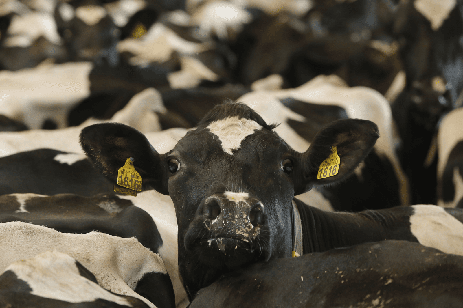 Bedrijfsoverdrachten lastig vanwege fosfaatrechten - Foto: Henk Riswick
