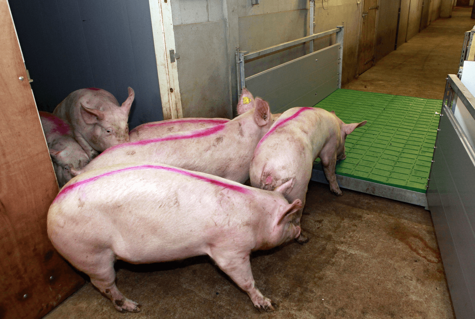 Deense biggenexport blijft groeien - Foto: Henk Riswick