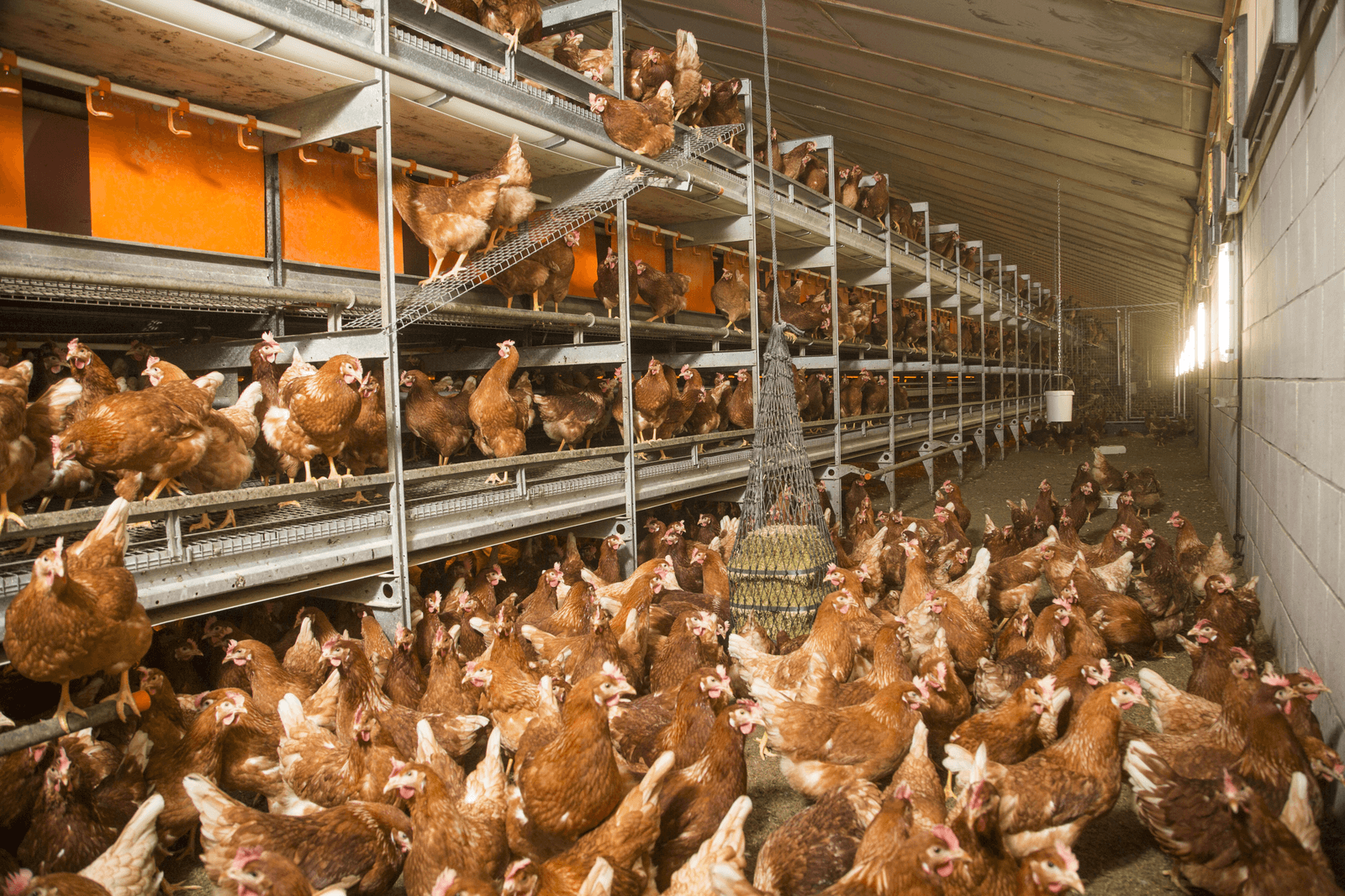Gaat veenorm per regio de dierrechten vervangen? - Foto: Koos Groenewold