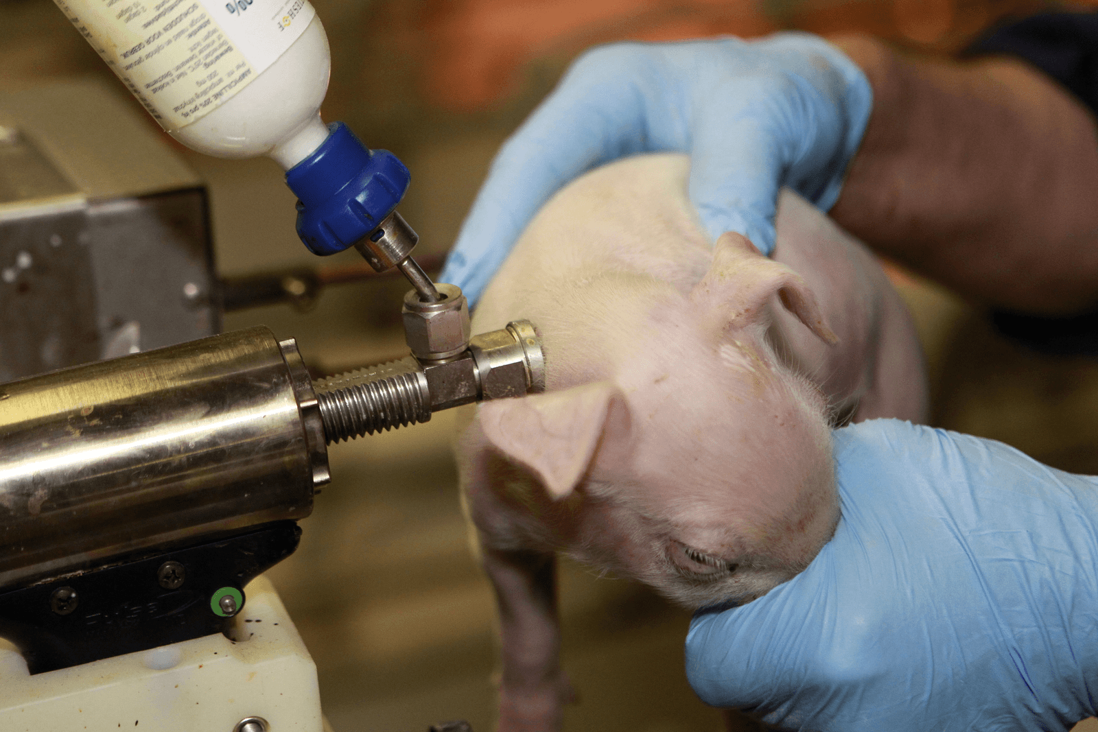 Nieuw antibioticabeleid naar reductiedoelen per sector - Foto: Bert Jansen