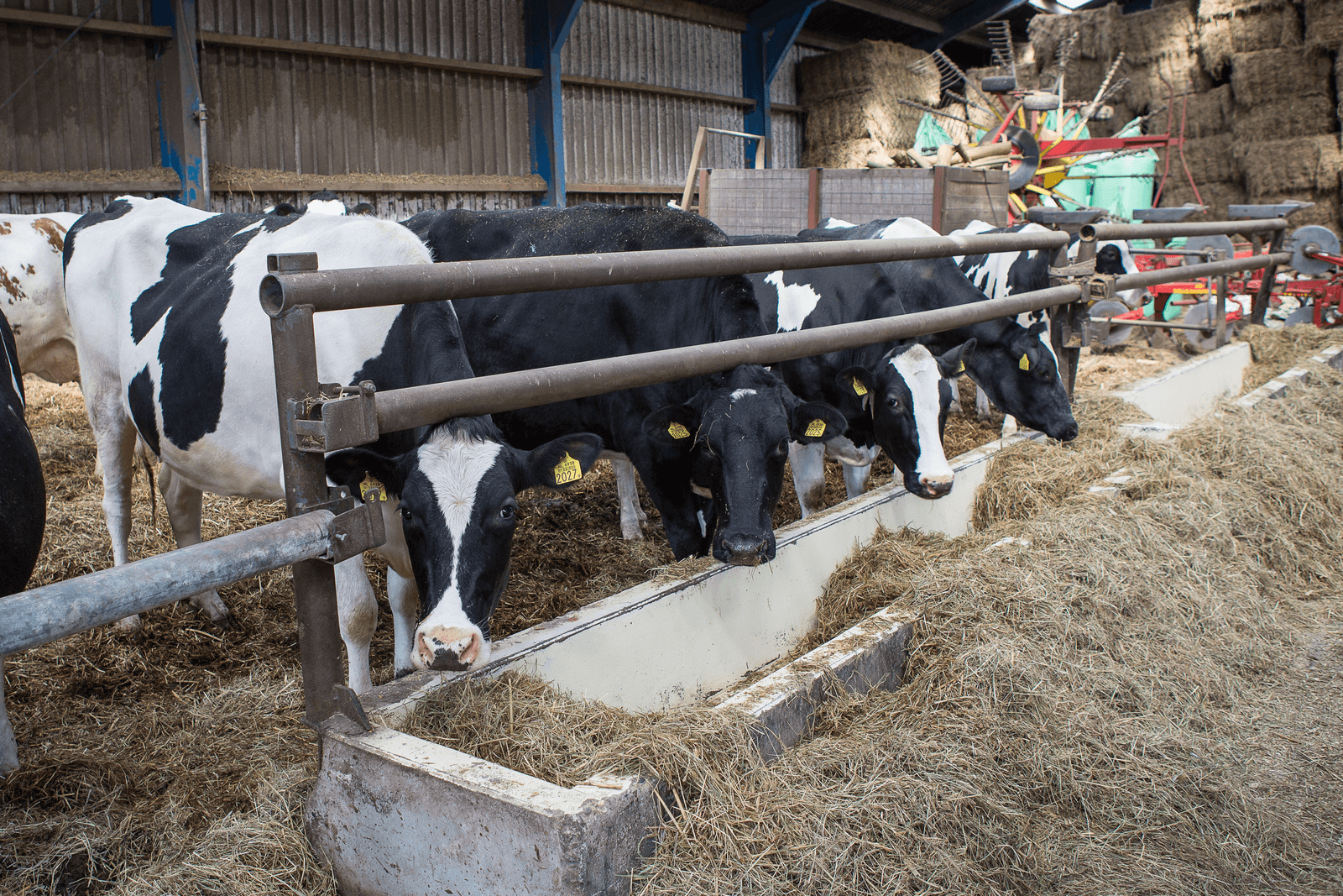 Export Duits Holstein-fokvee in EU onder druk - Foto: Peter Roek